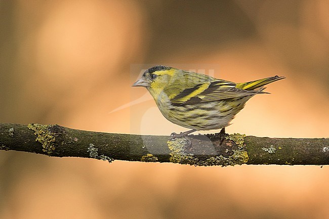 Sijs man; Eurasian Siskin male; stock-image by Agami/Walter Soestbergen,