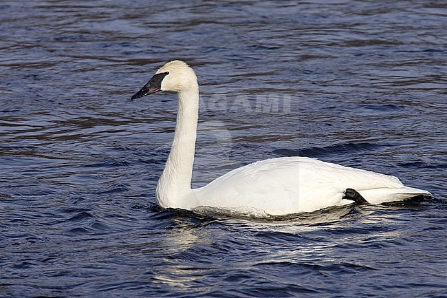 Adult Trumpeter Swan (Cygnus buccinator) swimming in a lake in Maine, United States, during winter. Seen from the side. stock-image by Agami/Brian E Small,