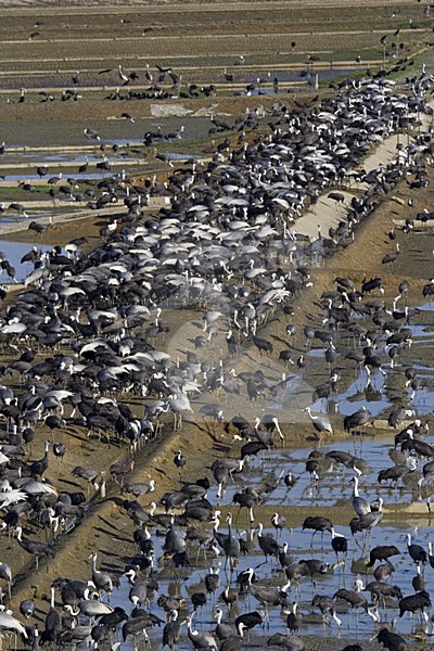 White-naped Crane and Hooded Crane Arasaki Japan; Witnekkraanvogel en Monnikskraanvogel Arasaki Japan stock-image by Agami/Marc Guyt,