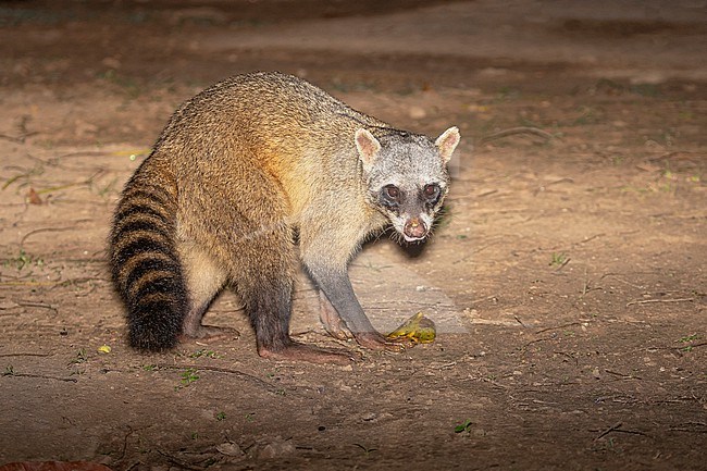 Crab-eating raccoon (Procyon cancrivorus) in the Pantanal, Brazil. Also known as South American raccoon. stock-image by Agami/David Monticelli,