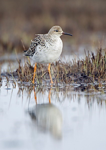 Kemphaan in drassig veld; Ruff in wet field stock-image by Agami/Markus Varesvuo,