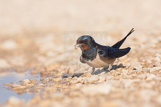 Barn Swallow, Boerenzwaluw,, Hirundo rustica ssp. rustica, Croatia, adult stock-image by Agami/Ralph Martin,