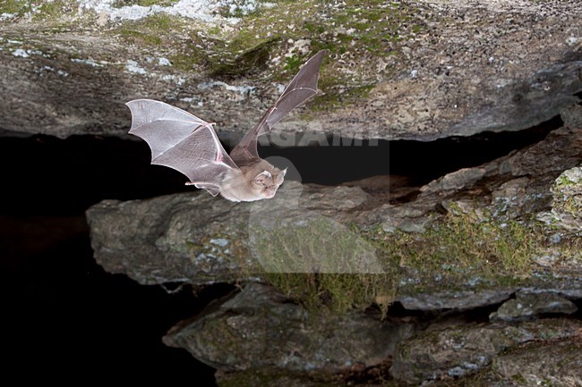 Grote Hoefijzerneus verlaat grot, Greater Horseshoe Bat leaving cave stock-image by Agami/Theo Douma,