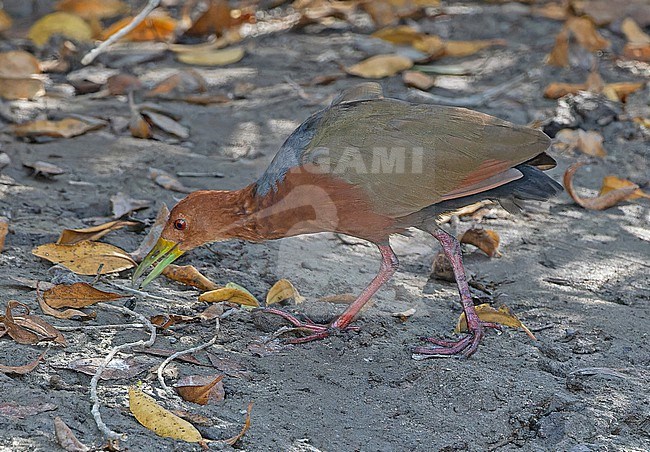 Rufous-necked wood rail, Aramides axillaris, in Western Mexico. stock-image by Agami/Pete Morris,