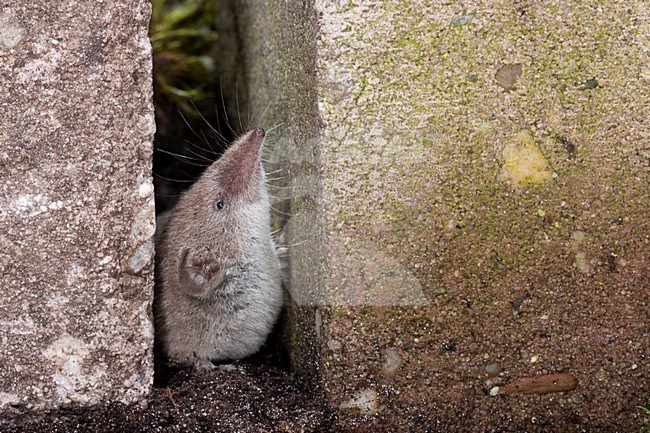 Huisspitsmuis op de grond; Greater White-toothed Shrew on the ground stock-image by Agami/Theo Douma,