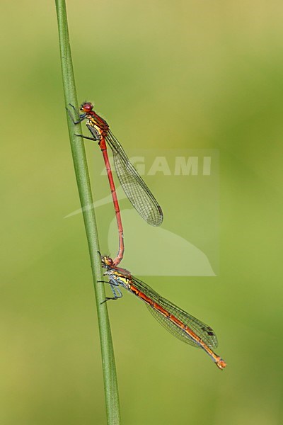 Parende Vuurjuffers; Mating Large red damselfly; stock-image by Agami/Walter Soestbergen,
