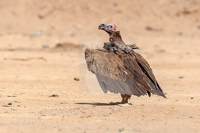 Adult Southern Lappet-faced Vulture (Torgos tracheliotos nubicus) sitting near camel market in desert, Bir Shelatein, Egypt. stock-image by Agami/Vincent Legrand,