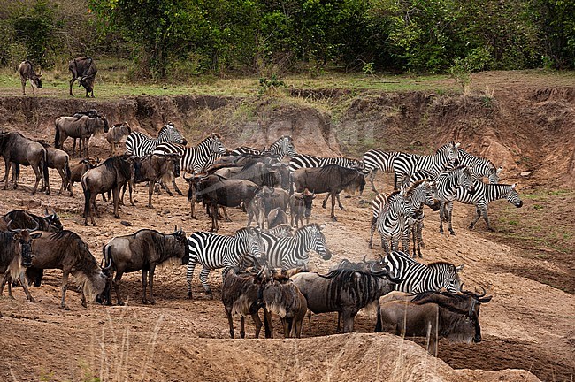 Migrating common zebras, Equus quagga, and wildebeests, Connochaetes taurinus, approaching the Mara River. Mara River, Masai Mara National Reserve, Kenya. stock-image by Agami/Sergio Pitamitz,