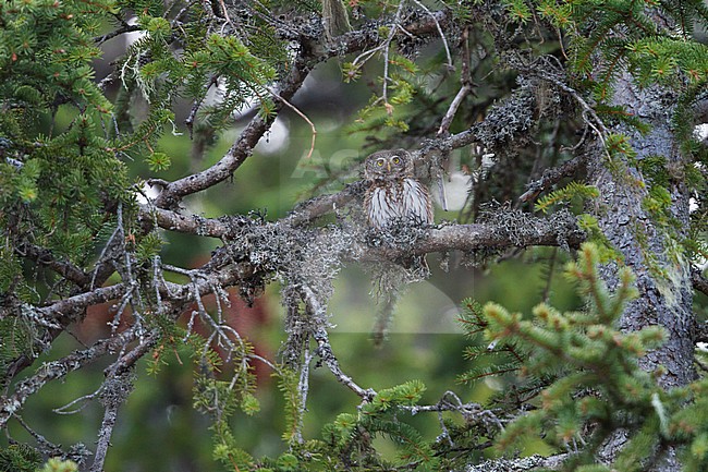 Eurasian Pygmy-Owl - Sperlingskauz - (Glaucidium passerinum ssp. passerinum, Austria, adult stock-image by Agami/Ralph Martin,