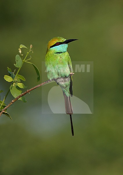 Little Green Bee-eater (Merops orientalis) adult perched on a branch stock-image by Agami/Andy & Gill Swash ,