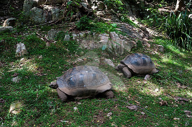Two Aldabra tortoises, Dipsochelys dussumieri, walking in the shade. Fregate Island, The Republic of the Seychelles. stock-image by Agami/Sergio Pitamitz,
