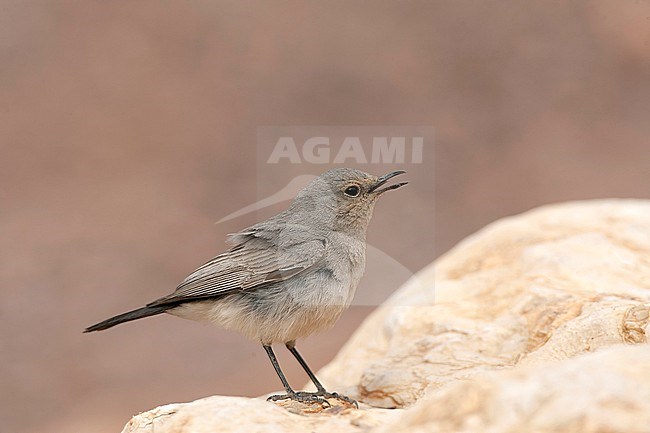 Blackstart (Cercomela melanura) a resident breeder in desert area’s of Israel. stock-image by Agami/Marc Guyt,
