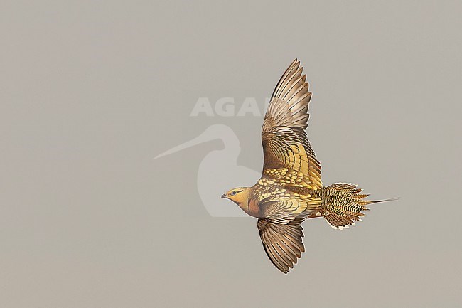 Pin-tailed Sandgrouse (Pterocles alchata) on the steppes of Belchite, Spain. Male in flight. stock-image by Agami/Marc Guyt,