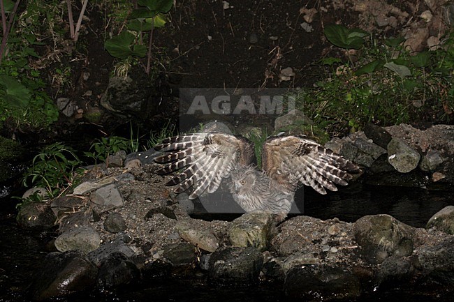 Blakiston-visuil, Blakiston's Fish-Owl stock-image by Agami/Pete Morris,