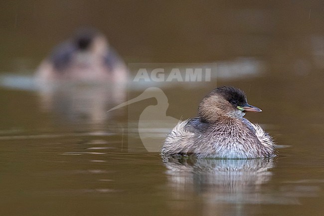 Little Grebe (Tachybaptus ruficollis) swimming stock-image by Agami/Daniele Occhiato,