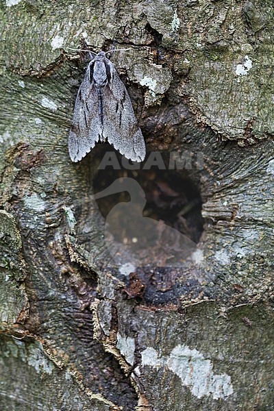Sphinx pinastri - Pine Hawk-Moth - Kiefernschwärmer, Germany (Bavaria), imago stock-image by Agami/Ralph Martin,