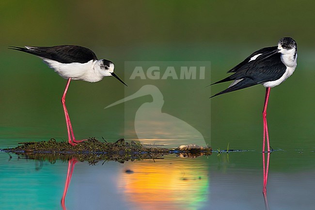 Black-winged Stilt (Himantopus himantopus) in Italy. stock-image by Agami/Daniele Occhiato,
