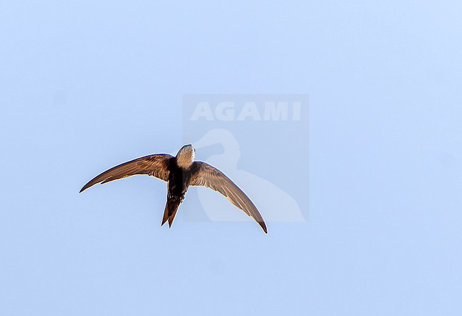 Horus Swift (Apus horus) in Senegal. stock-image by Agami/Dani Lopez-Velasco,