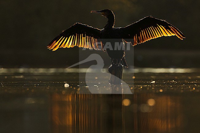  stock-image by Agami/Menno van Duijn,