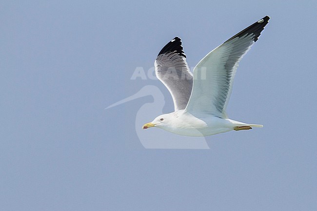 Heuglins Meeuw, Heuglin's Gull, Larus heuglini, Oman, adult stock-image by Agami/Ralph Martin,