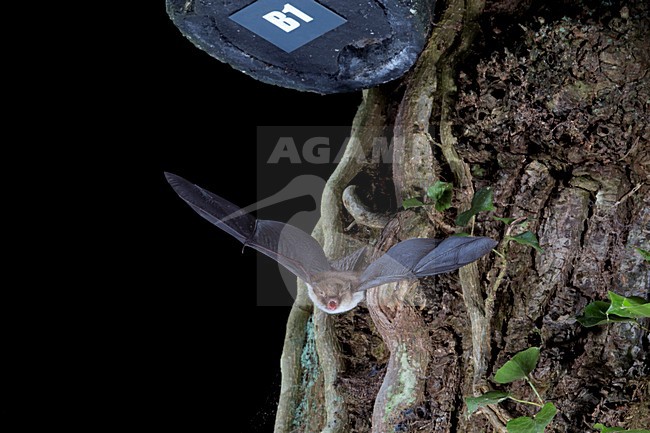 Franjestaart vliegend voor vleermuizenkast, Natterer's Bat flying in front of batbox stock-image by Agami/Theo Douma,