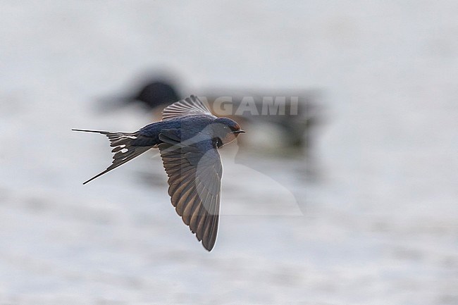 Boerenzwaluw in vlucht, Barn Swallow in flight stock-image by Agami/Daniele Occhiato,
