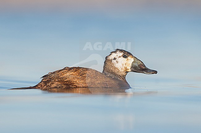 Probably second year male White-headed Duck (Oxyura leucocephala) swimming with beautiful late afternoon winter light on a blue colored lake in a nature reserve in Spain. Side view on eye-level. stock-image by Agami/Ralph Martin,