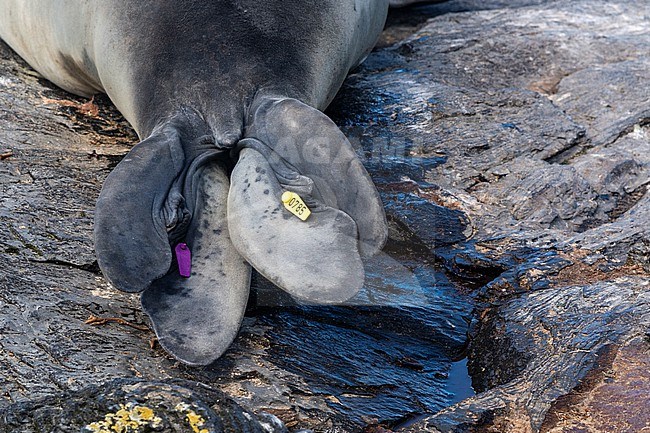 A flipper tags attached to southern elephant seal, Mirounga leonina. Sea Lion Island, Falkland Islands stock-image by Agami/Sergio Pitamitz,