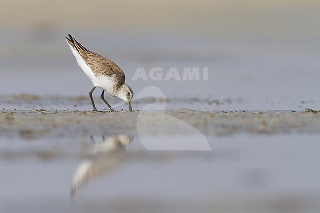 Curlew Sandpiper - Sichelstrandläufer - Calidris ferruginea, Oman, adult nonbreeding plumage stock-image by Agami/Ralph Martin,