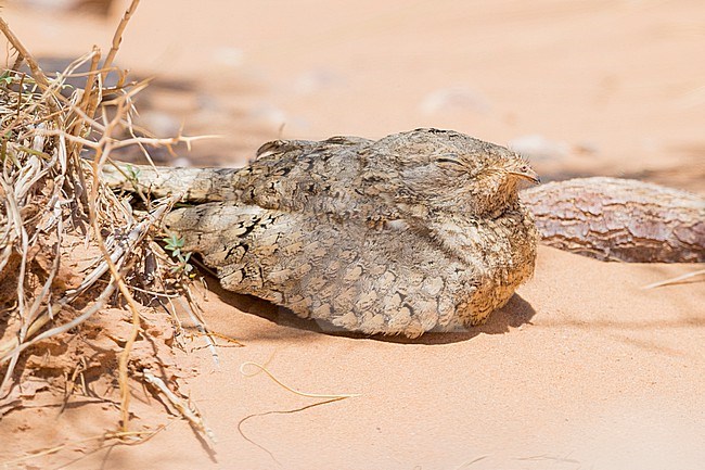 Egyptian Nightjar (Caprimulgus aegyptius saharae), adult resting on the ground in Morocco stock-image by Agami/Saverio Gatto,
