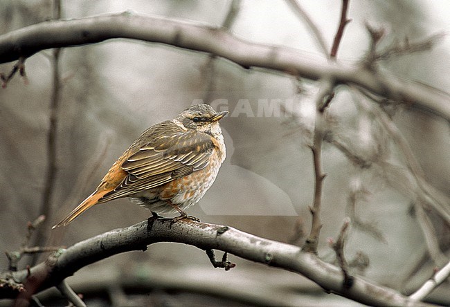 First-winter Naumann's Thrush (Turdus naumanni) wintering in Finland. A extreme rare vagrant to Europe. stock-image by Agami/Markus Varesvuo,