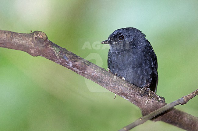 Stiles's Tapaculo (Scytalopus stilesi) at La Romera, Itagui, Antioquia, Colombia. stock-image by Agami/Tom Friedel,