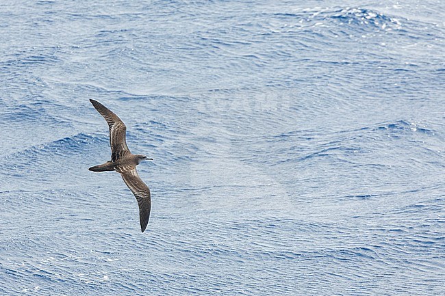 Wedge-tailed shearwater, Ardenna pacifica) at sea in the northern pacific ocean south of Japan. stock-image by Agami/Marc Guyt,