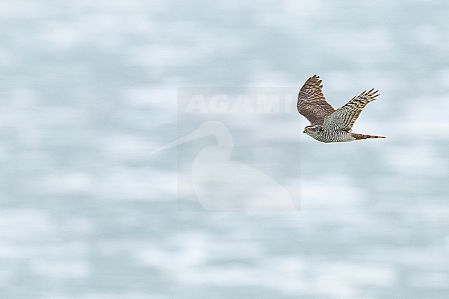 Sperwer, Eurasian Sparrowhawk, Accipiter nisus stock-image by Agami/Menno van Duijn,
