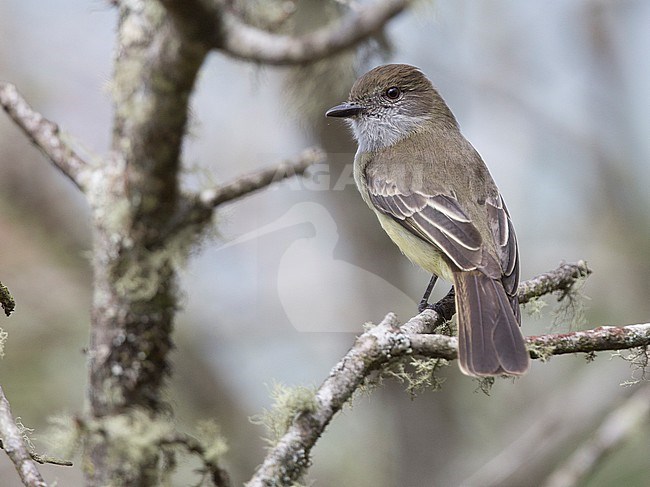 Pale-edged Flycatcher (Myiarchus cephalotes cephalotes) at San Sebastian Reserve, Envigado, Antioquia, Colombia. stock-image by Agami/Tom Friedel,