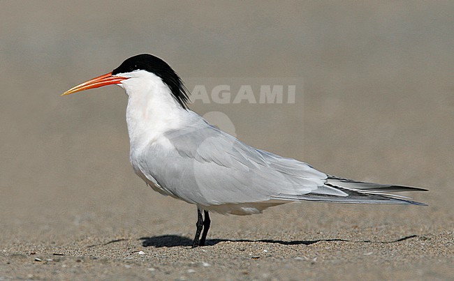 Adult breeding
Los Angeles Co., CA
March 2009 stock-image by Agami/Brian E Small,