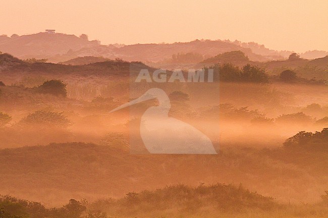Landscape dunes of Berkheide at dawn in Katwijk, Netherlands. Nature image from Holland. stock-image by Agami/Menno van Duijn,