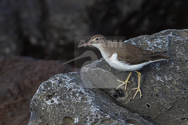Amerikaanse Oeverloper, Spotted Sandpiper, Actitis macularius stock-image by Agami/Daniele Occhiato,