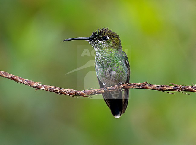 Violet-fronted Brilliant (Heliodoxa leadbeateri sagitta) female perched on a thin twig with plain background stock-image by Agami/Andy & Gill Swash ,