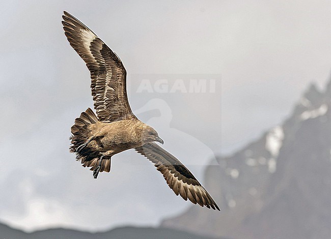 Adult South Polar Skua Stercorarius maccormicki) in Southern Argentina. stock-image by Agami/Pete Morris,