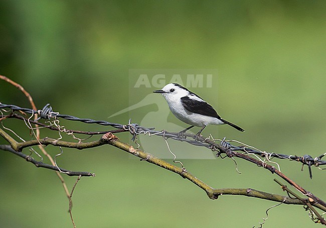Adult Pied water tyrant (Fluvicola pica) perched on barbed wire in the Caribbean. stock-image by Agami/Pete Morris,
