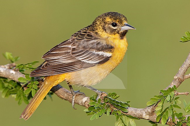 Adult female
Galveston Co., TX
April 2010 stock-image by Agami/Brian E Small,