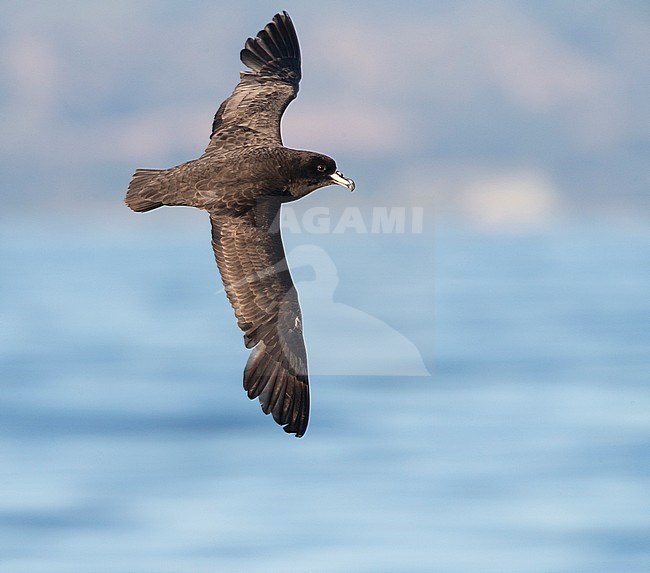 Westland Petrel (Procellaria westlandica)  in the southern pacific ocean off Kaikoura in New Zealand. Flying over the sea. stock-image by Agami/Marc Guyt,
