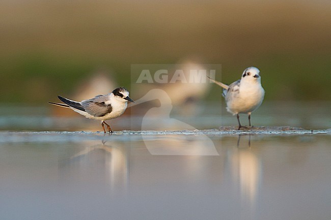 Presumed Saunder's Tern - Orientseeschwalbe - Sternula saundersi, Oman stock-image by Agami/Ralph Martin,