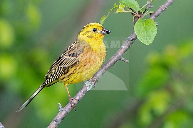 Yellowhammer (Emberiza citrinella), side view of an adult male perched on a branch, Abruzzo, Italy stock-image by Agami/Saverio Gatto,