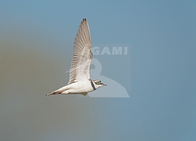 Display flight of Adult male Little Ringed Plover (Charadrius dubius) stock-image by Agami/Ran Schols,
