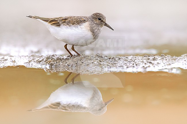 Temminck's Stint, Calidris temminckii, in Italy. stock-image by Agami/Daniele Occhiato,