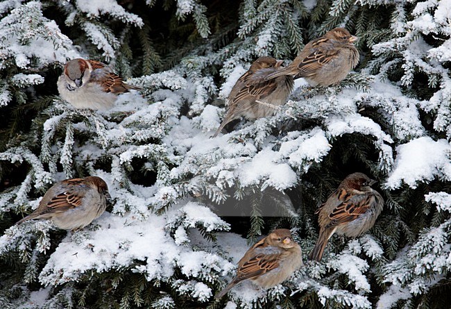 Huismussen in besneeuwdeboom; House Sparrows on snowy tree stock-image by Agami/Markus Varesvuo,