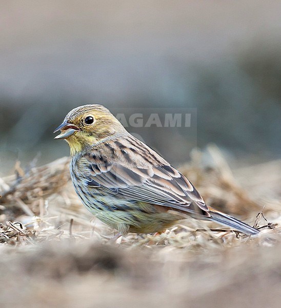 Female type Yellowhammer (Emberiza citrinella citrinella) during late winter in Germany. stock-image by Agami/Ralph Martin,