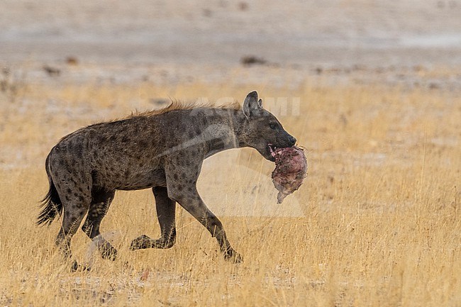 A spotted hyena, Crocuta crocuta, with a piece of a carcass. Savuti, Chobe National Park, Botswana stock-image by Agami/Sergio Pitamitz,